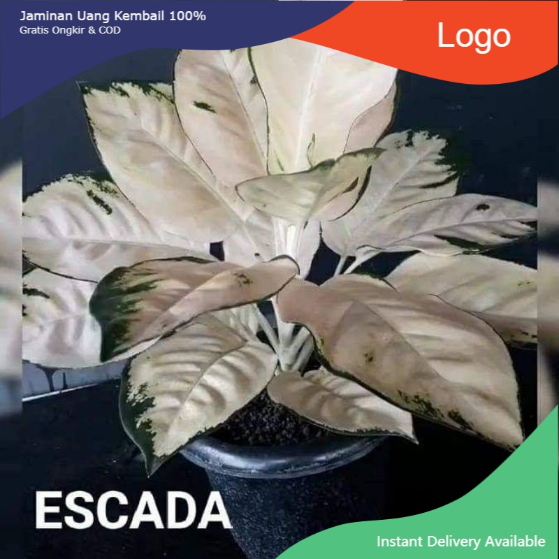 Aglonema kocin escada anakan