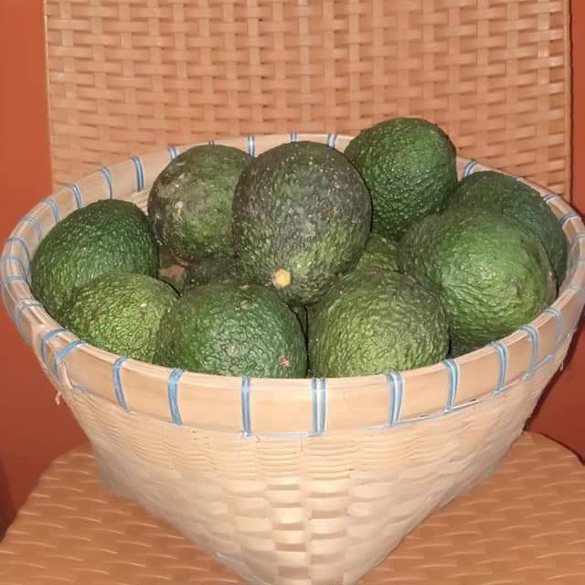 BIBIT ALPUKAT HASS ASLI / VALID