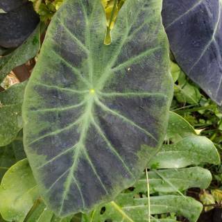 Tanaman Hias Koleksi Alocasia Black Beauty | Shopee Indonesia