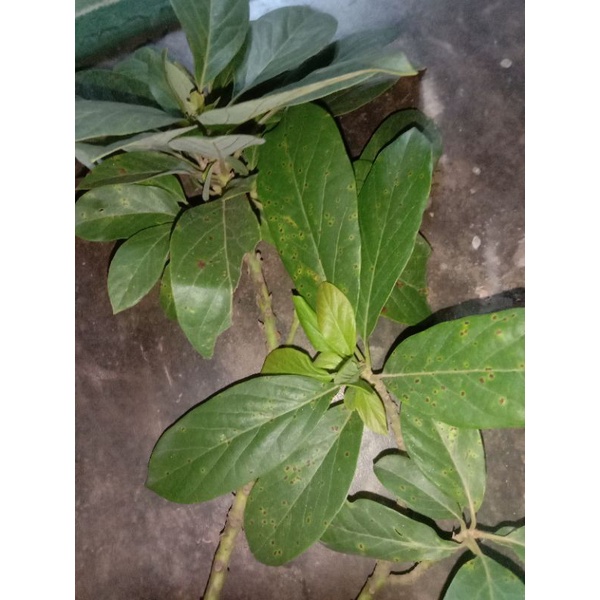 

Daun Alpokat segar herbal 250 gr