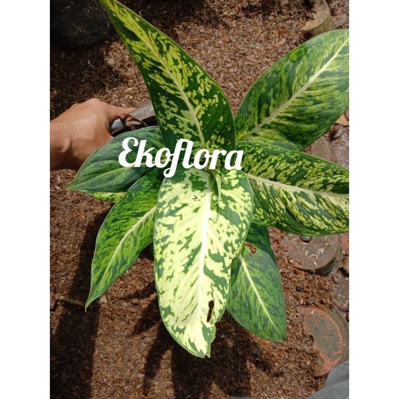 Paling Murah  Aglonema Diven Tisu Brazil / Diven Brazil