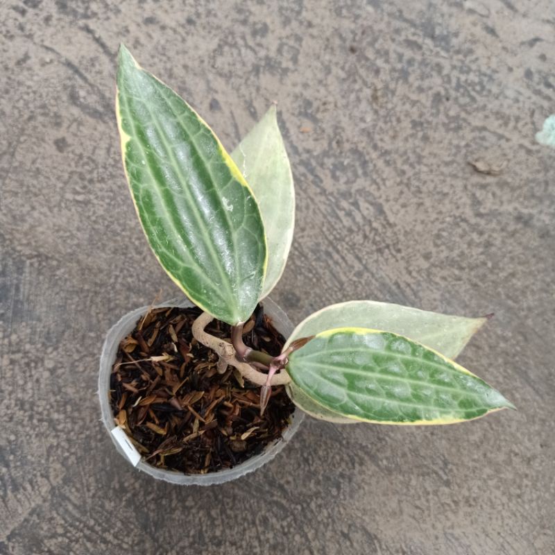 Tanaman Hoya Macrophylla Variegata murah