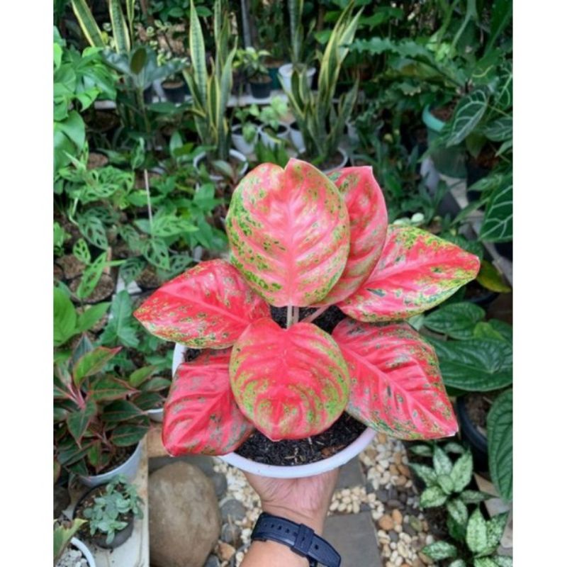 anakan aglonema wulandari asli