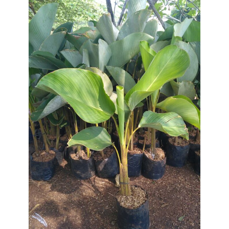 tanaman pisang calatea - pisang pisangan calatea