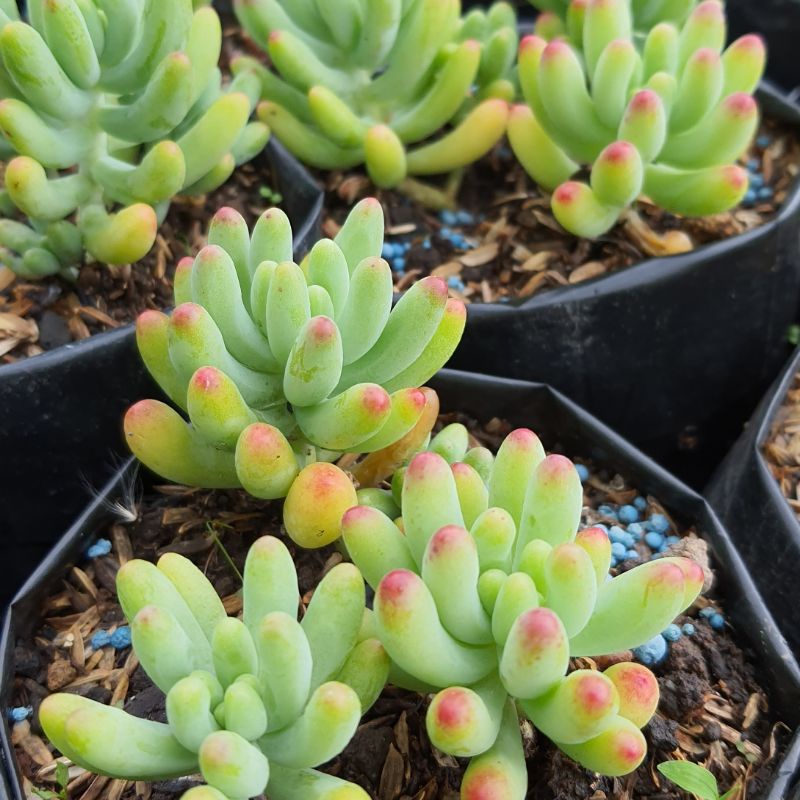 Tanaman Kaktus Sukulen Jelly Bean Hijau dan Biru