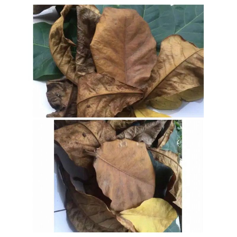 

Daun ketapang untuk ikan cupang