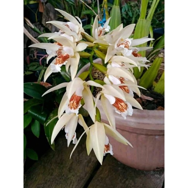 coelogyne asperata/anggrek hutan pisang pisang