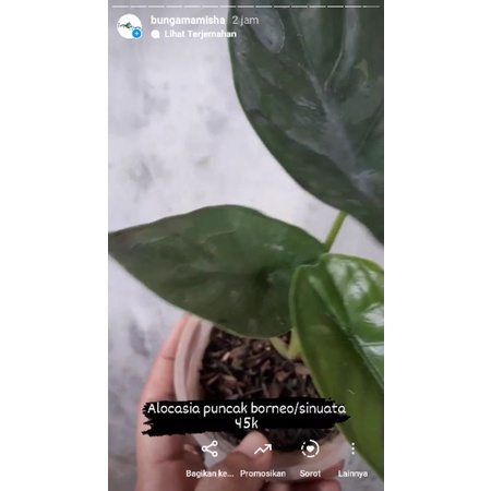 alocasia puncak borneo