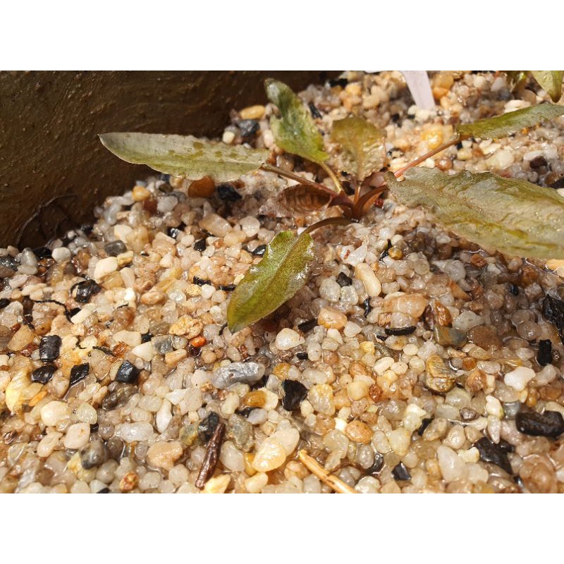 Cryptocoryne Petchii Pink