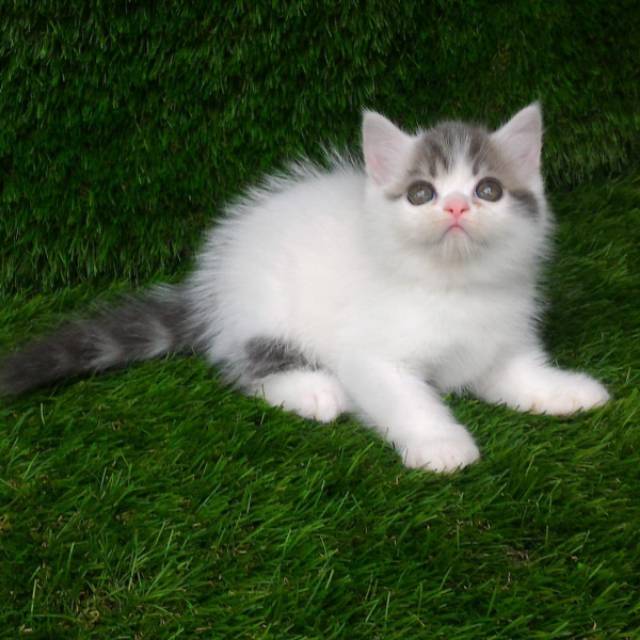 Kitten Persian Flatnose Exotic