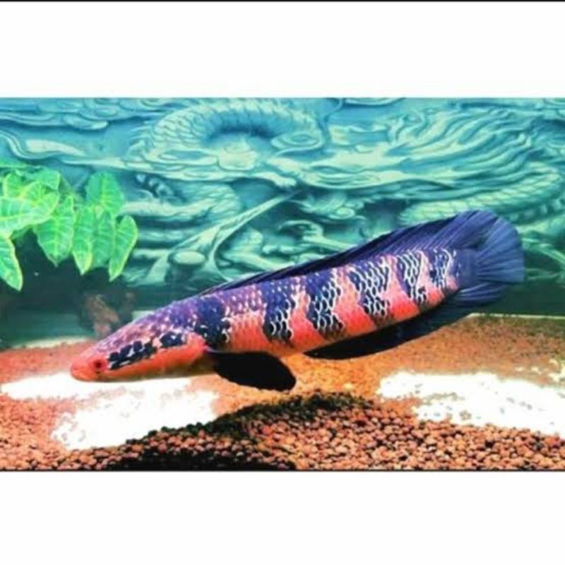 Red Barito 14-15cm