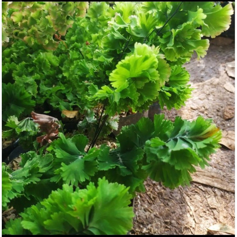 Tanaman Hias Suplir Tusuk Sate Lebat