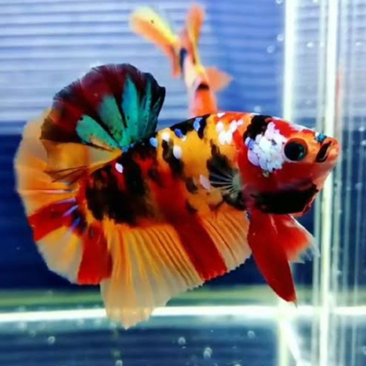 Cupang Nemo, Multi, Koi Galaxy Bahanan