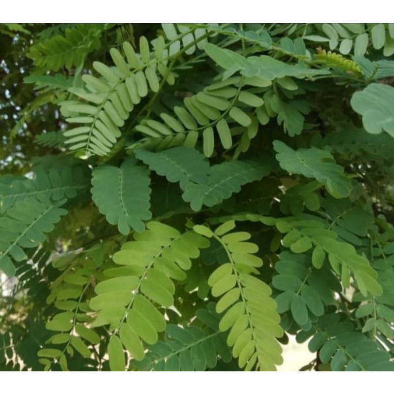 

Daun sinom asam Jawa 100 gram