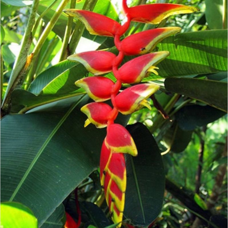 Jual Tanaman Hias Pisang Pisangan Heliconia Rostrata Murah Indonesia Shopee Indonesia