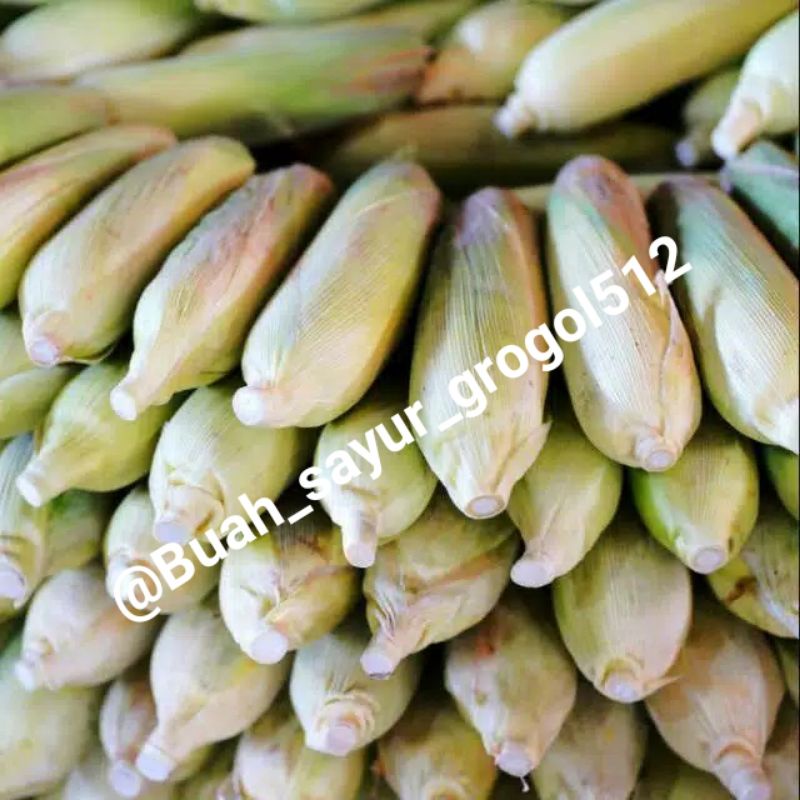 

Jagung manis _ 1 psc