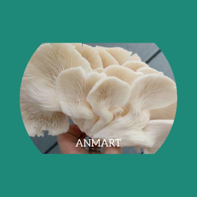 

ANMART | 1 Bungkus Jamur Tiram | Sayur Online | Sayuran Segar