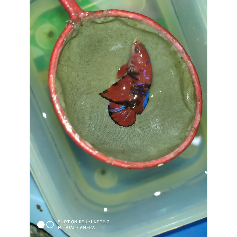 Hiasan aquarium ikan cupang KOI GALAXY JANTAN