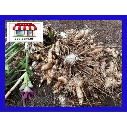

R6Rey7- Kunyit / Temu Putih Segar 1Kg Curcuma Zedoaria Herbal Kanker T8Rjur-