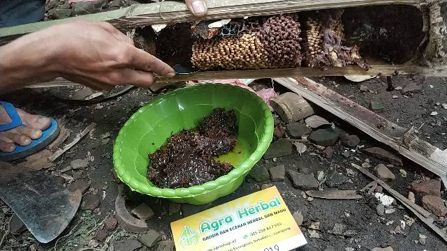 

2Xbtygneal Sakha Snack ) Madu Klanceng, Lanceng, Trigona, Kelulut, Teuweul, Kele 300 Gram Asli Dan