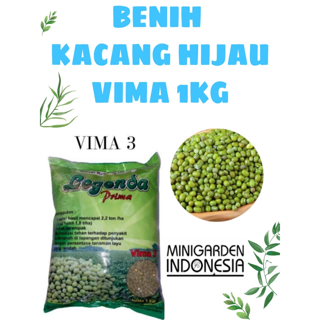 PACK 1KG BIJI BENIH TANAMAN KACANG HIJAU VIMA 3 LEGENDA kacang ijo