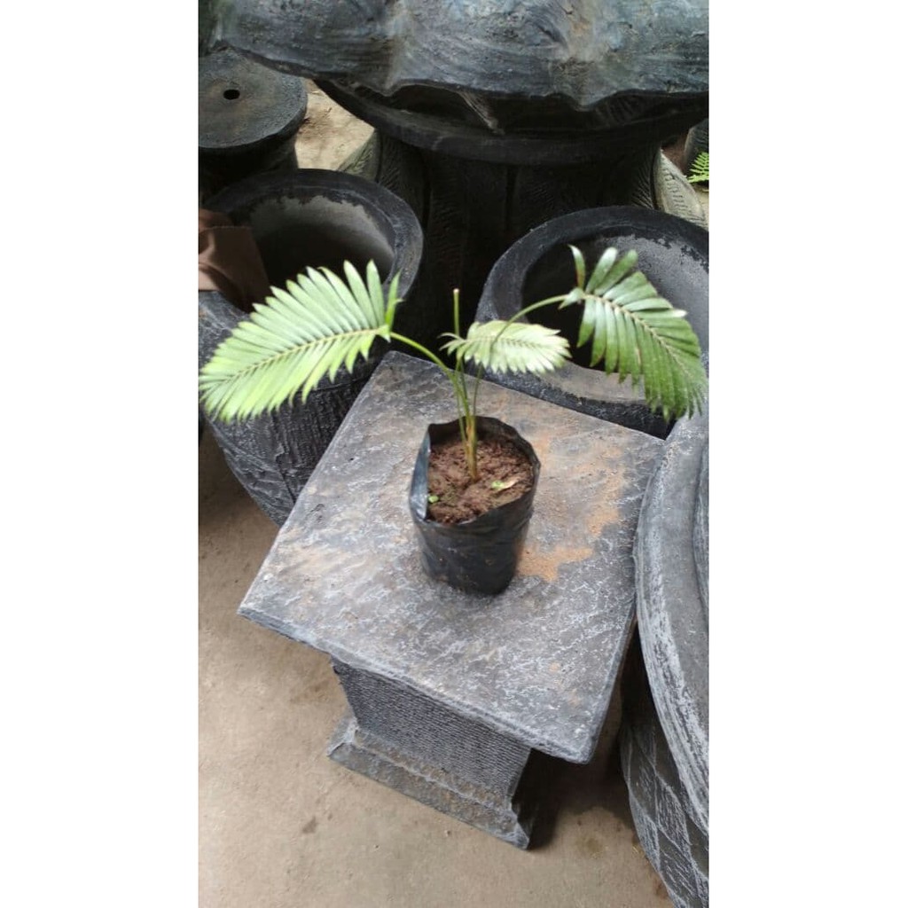 Bibit Palem Mini