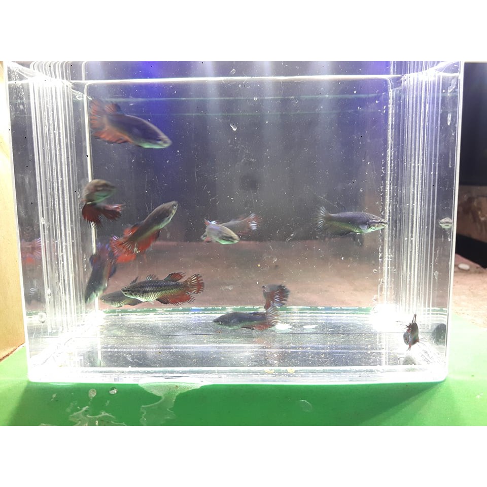 Ikan Cupang Betina Serit / Crown Tail umur 3 Bulan Murah