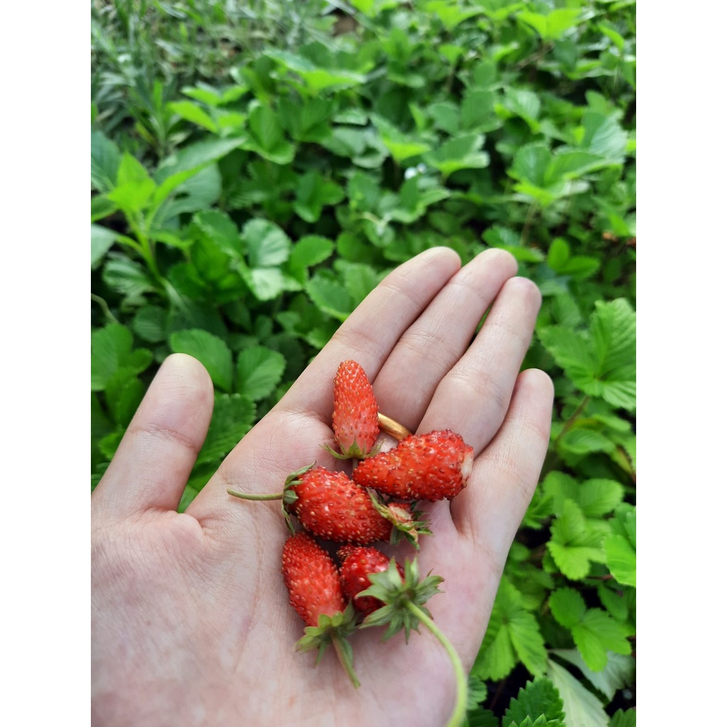 Bibit Tanaman Strawberry Alpine Golden Strawberry Alexandaria (sudah berbuah)