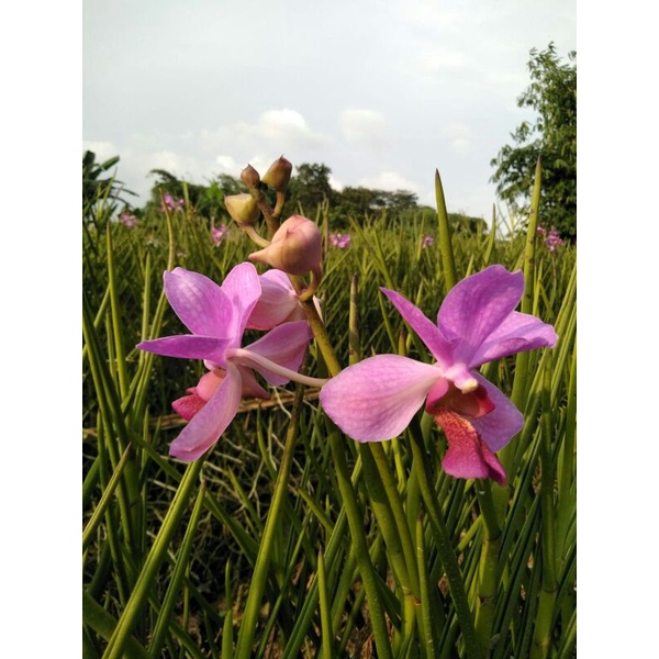 Anggrek tanah vanda douglas/belum knop/sudah knop atau calon bunga
