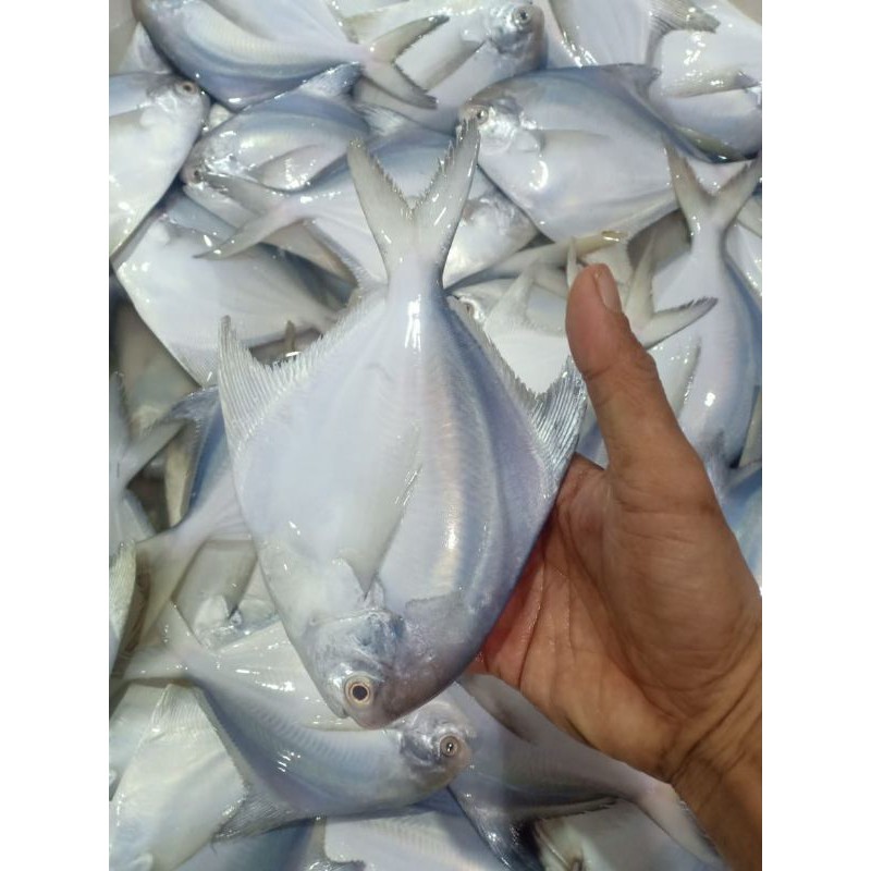 

Ikan bawal putih segar harian size 5-6 ekor /1kg