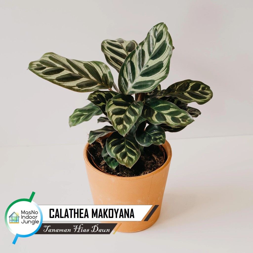 Jual Tanaman Daun Calathea Makoyana Bibit Tanaman Hias Indoor Hidup