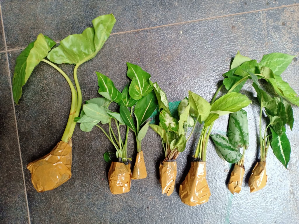 Tanaman Hias Keladi Putih Mini/caladium Mini