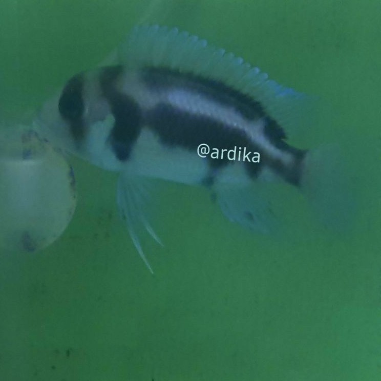 Frontosa Black Widow