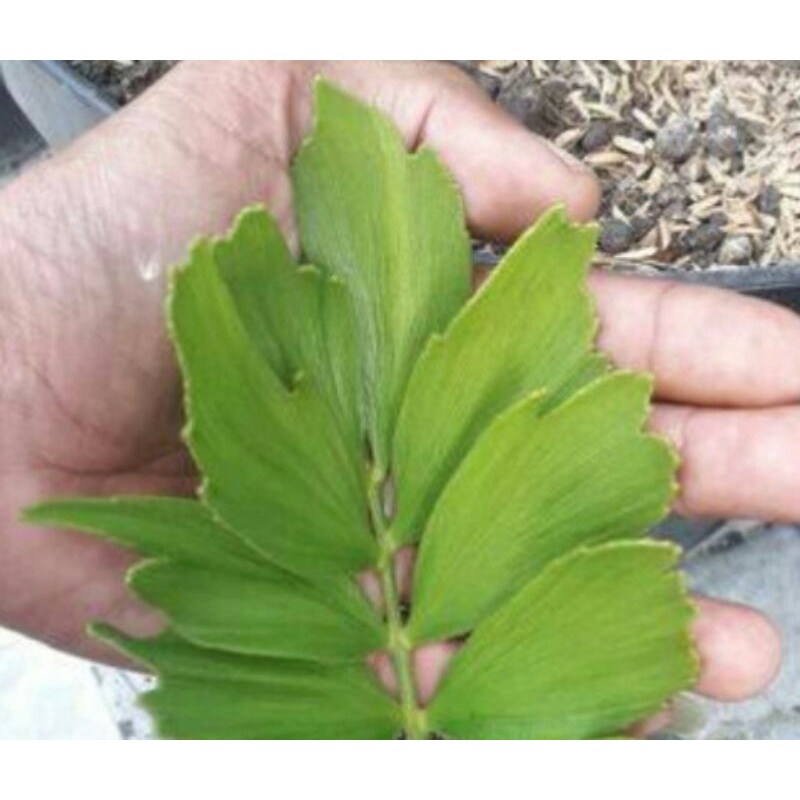 tanaman sikas zamia furguracea rawing jumbo 10 bonggol