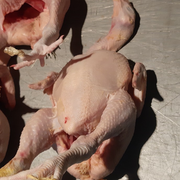 

Ayam 1 ekor