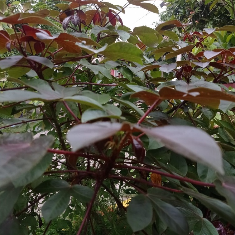 Tanaman Herbal Jarak Wulung/Jarak Merah - Bibit