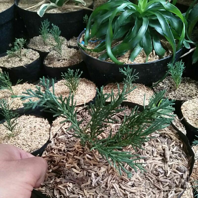 bahan bonsai cemara sinensis biru