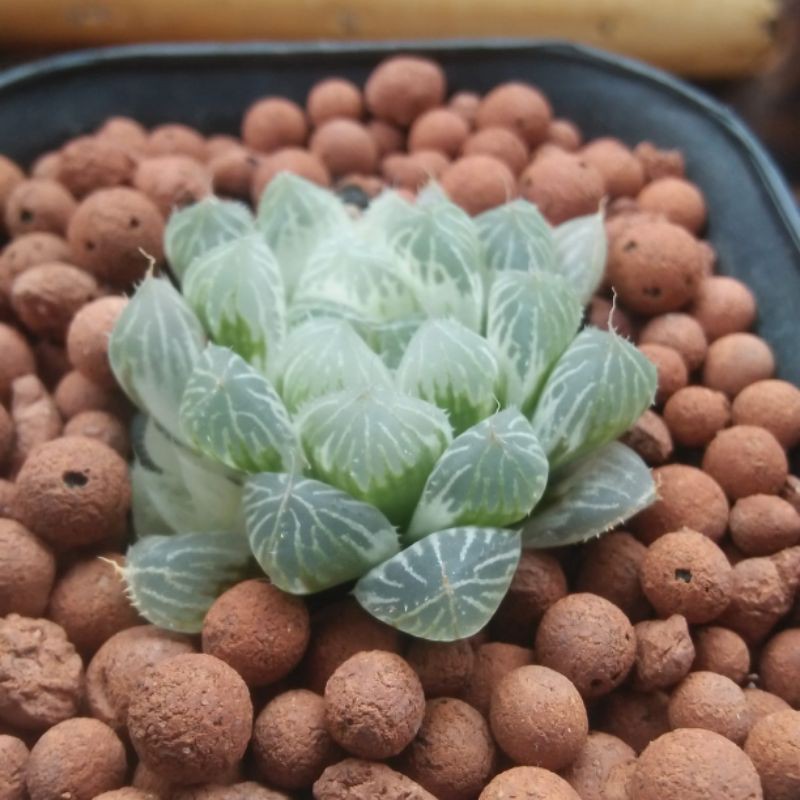 HAWORTHIA COOPERI SILVER