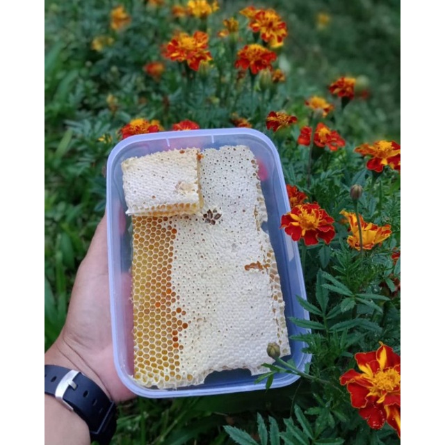 

Madu Sarang Asli liar Cerana 500 gram