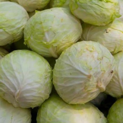 

Kol Putih Berastagi/ Kubis Putih / 1 buah utuh