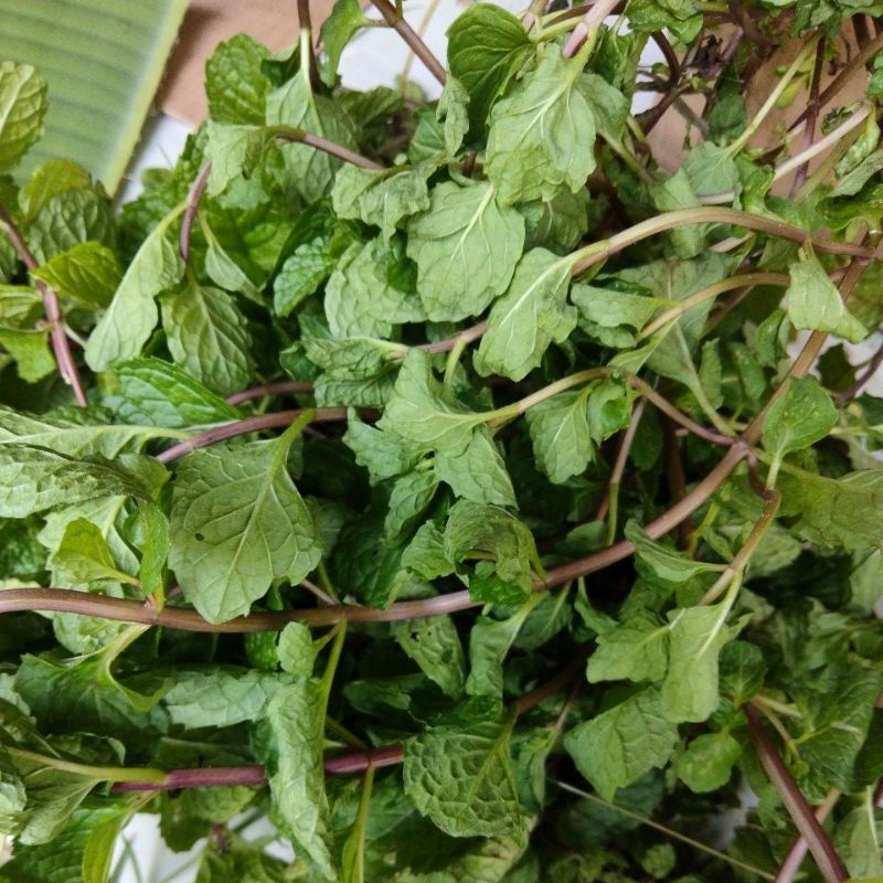 Daun mint segar   untuk obat herbal dan lalapan