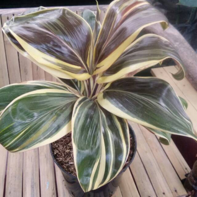 

Andong tri color