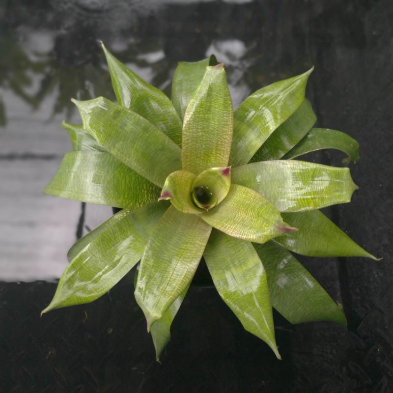 Bromelia vriesea hawai