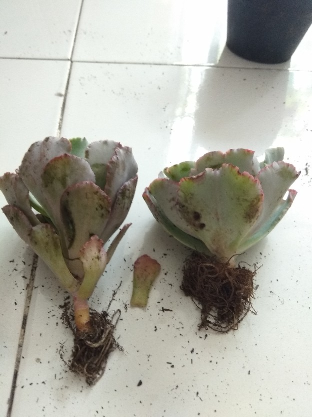 Sukulen Murah Indah