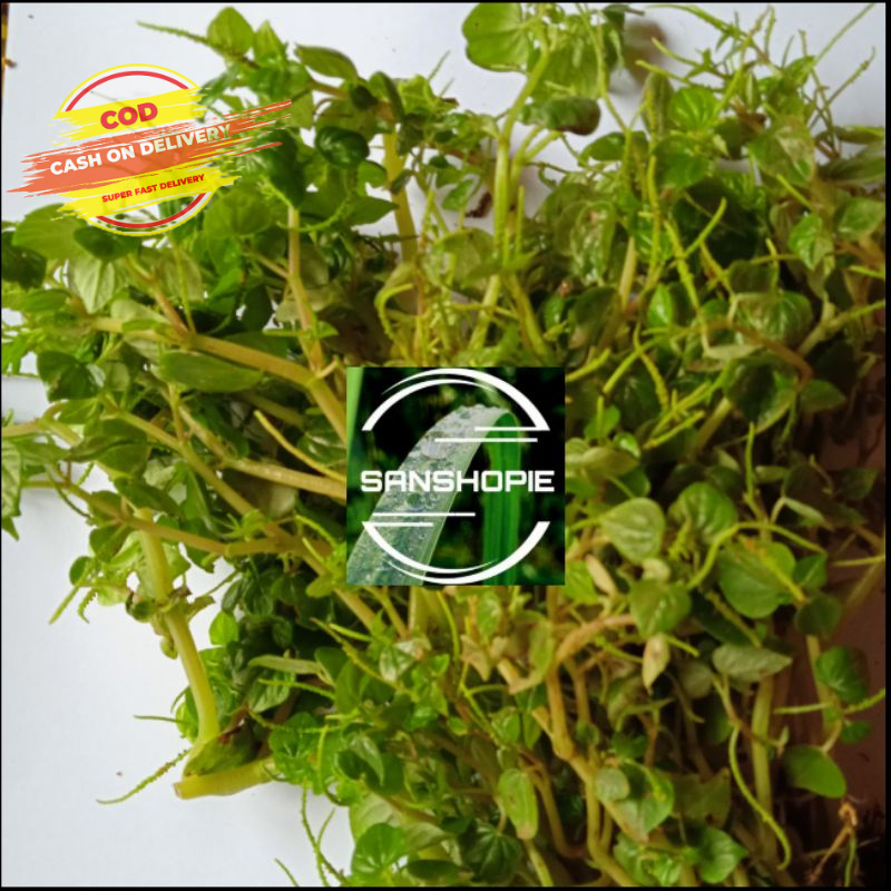 

Daun Sirih Cina Segar Ketumpang Air 500 Gram