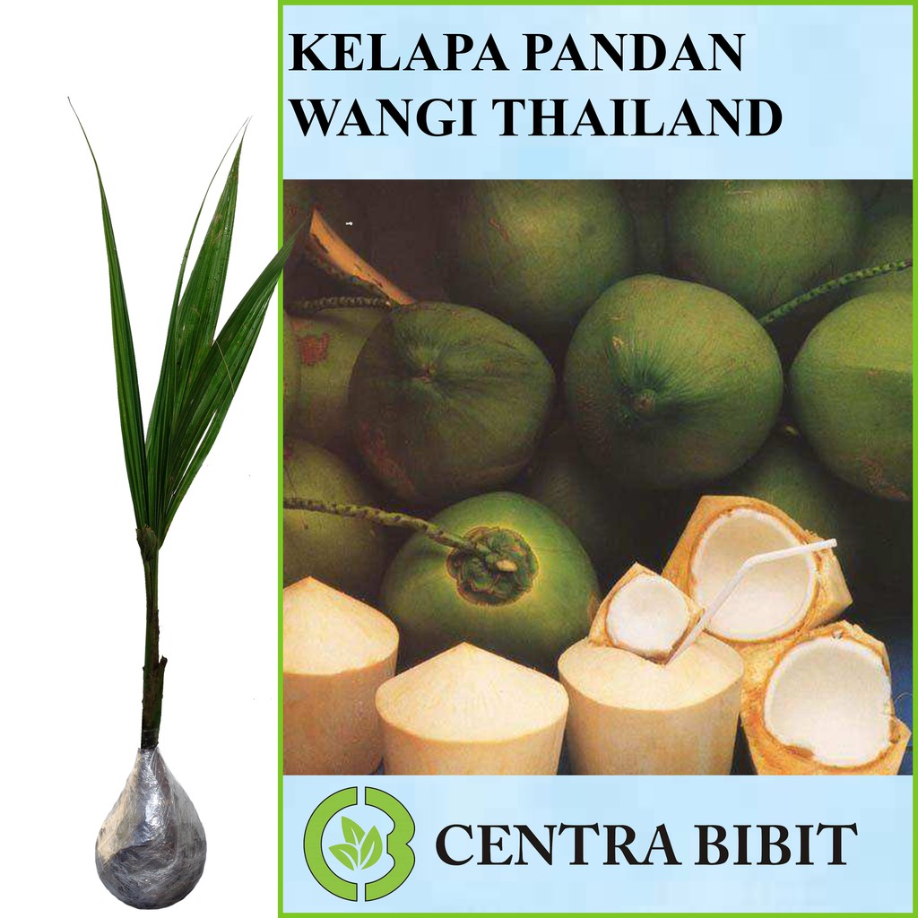 Tanaman Kelapa Pandan Wangi Thailand