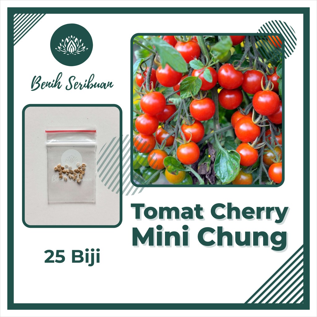 Benih Seribuan - 25 Benih Sayuran Tomat Cherry Merah Mini Chung Unggul
