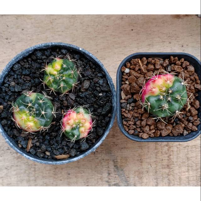 Gymno damsii variegata 4 pcs