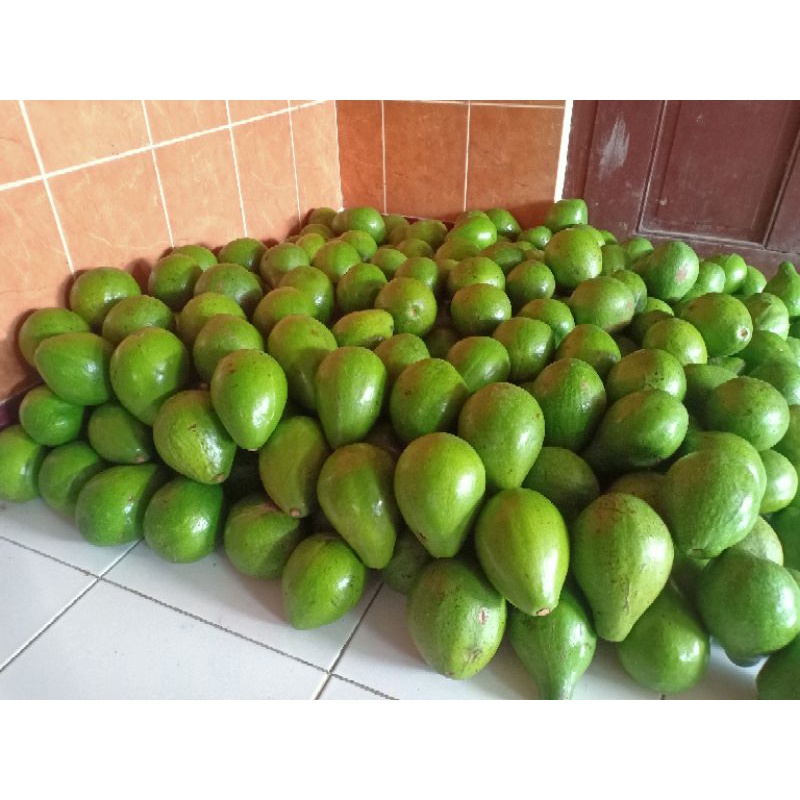 

buah alpukat mentega