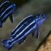 Hiasan Aquarium/Blue Johani Chiclid Fish Aquascape Berkualitas